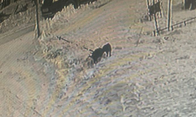 В Туле неизвестные бросили мокрых щенков в снегу