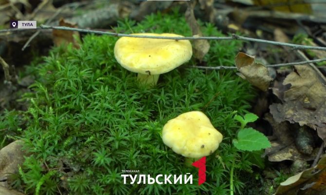 Миколог назвала главные признаки грибного леса