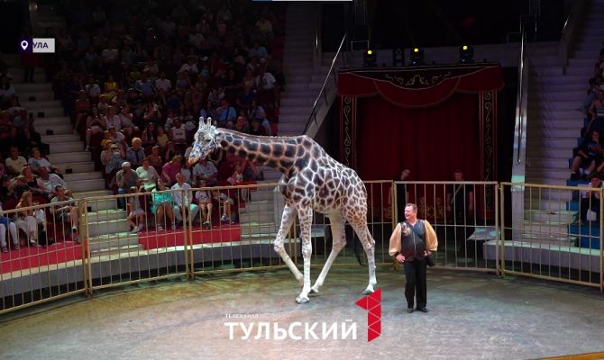 В Туле выступит единственный в мире цирковой жираф