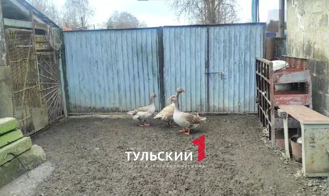 Съëмочная группа "Первого Тульского" столкнулась с боевыми гусями