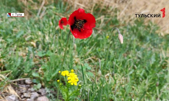 За какие растения тульским дачникам может грозить штраф