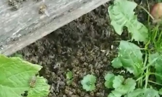 Тульские пасечники пожаловались на гибель пчел из-за обработки полей