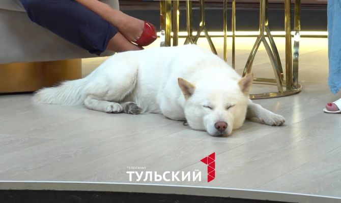 Что делать при встрече с агрессивной собакой и как правильно разнимать дерущихся псов