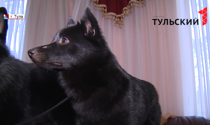 На тульской Косой Горе 150 собак показали себя во всей красе