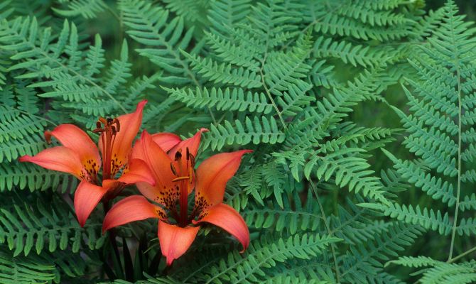 Тулякам расскажут, как найти цветущий папоротник