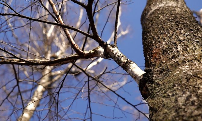 Стало известно, почему редеет Центральный парк Тулы 