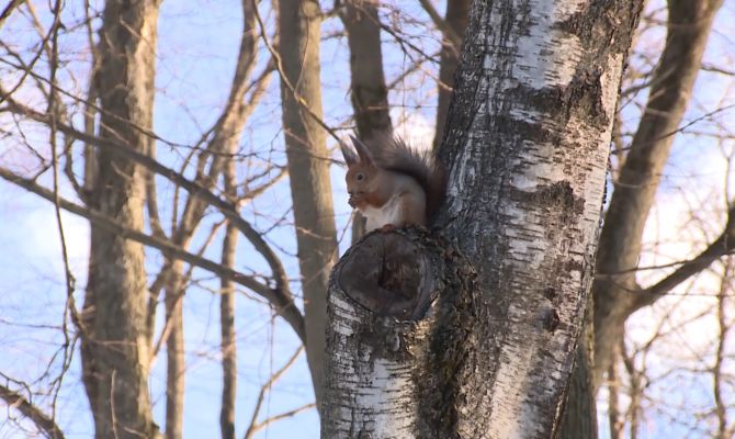 Добро наизнанку: названы продукты, которые являются ядом для белок и птиц
