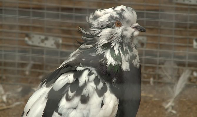 Как экзотических животных в Белоусовском парке готовят к зиме