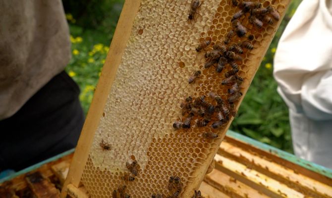 Тульские пасечники дали прогноз на урожай меда этим летом