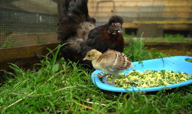 В Новомосковске на свет появились детеныши павлина и бентамки