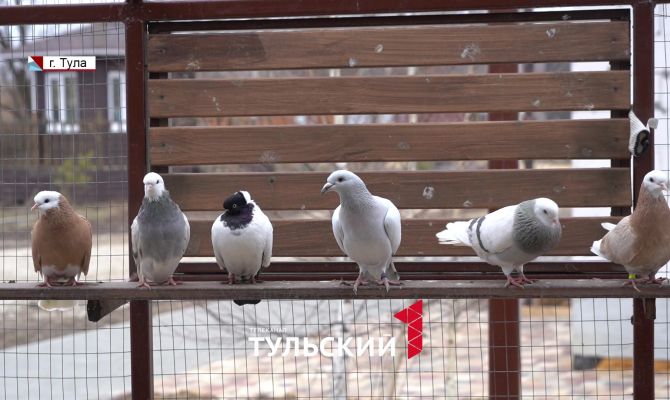Туляк восстанавливает популяцию исчезающих видов голубей