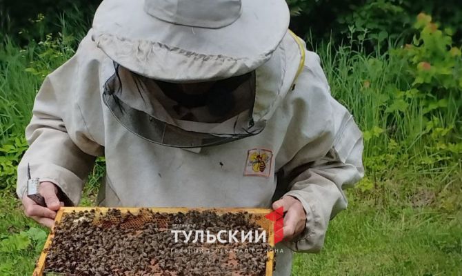 Тульский пчеловод рассказал, как проверить мед на натуральность