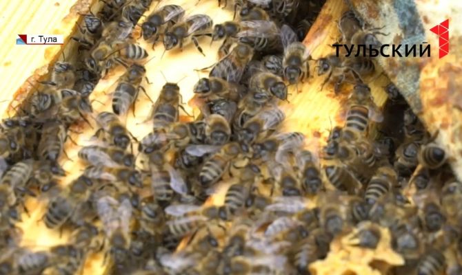 Теплая весна в этом году может оставить тульских пасечников без меда