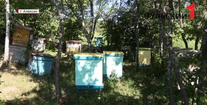 Массовая гибель пчел в Тульской области: подробности