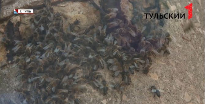 По Туле «гастролируют» пчелы