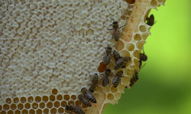 22 декабря в Ясногорске суд будет рассматривать иск о массовой гибели пчел