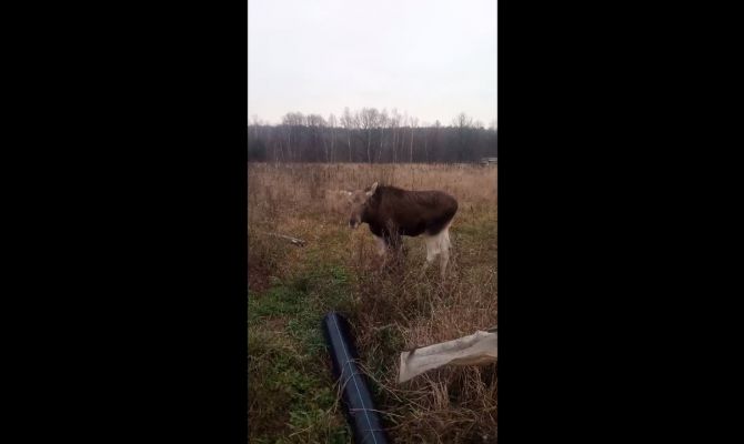 В Тульской области лоси начали гулять по дорогам и лезть в огороды
