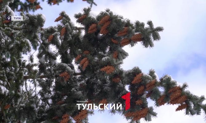 Как в Туле зимуют деревья из Америки и Сибири