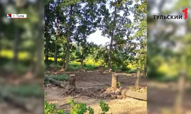  В Туле строители ЖК «Молодежный» вырубили полувековые дубы
