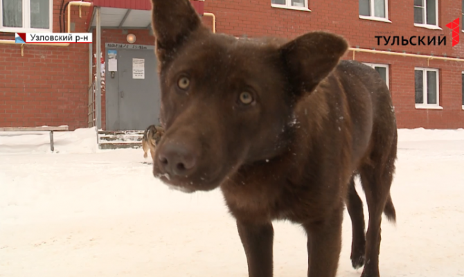 В узловском поселке Дубовка бродит стая бездомных собак