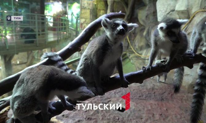 В экзотариуме Тулы родились малыши лемуров: как устроены "пушистые" ясли