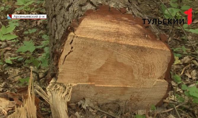 Браконьеры в Арсеньевском районе срубили 14 вековых сосен
