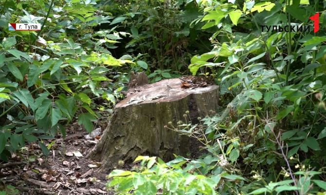 Сквер в Пролетарском районе Тулы зарос сорным американским кленом