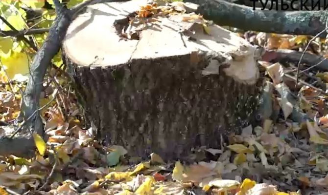 Гендиректор ООО «Регион Транс» лишится свободы на 3,5 года за незаконную рубку леса на сумму более 30 млн рублей