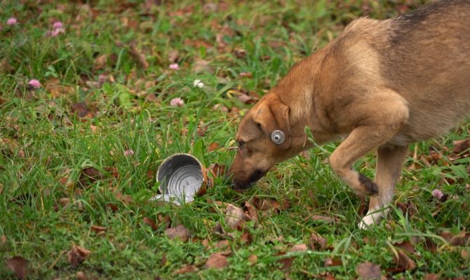 В Новомосковске для собак расставили ловушки с ядом