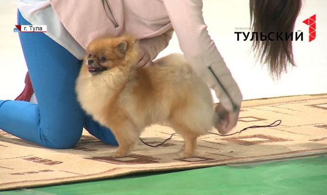 В Туле состоялась Всероссийская выставка собак на соответствие стандартам породы