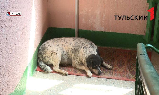 Почему подъезд тульской многоэтажки превратился в собачий приют