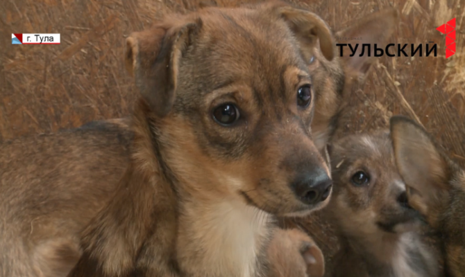 В тульском центре «Любимец» 5 000 животных-подкидышей обрели дом 
