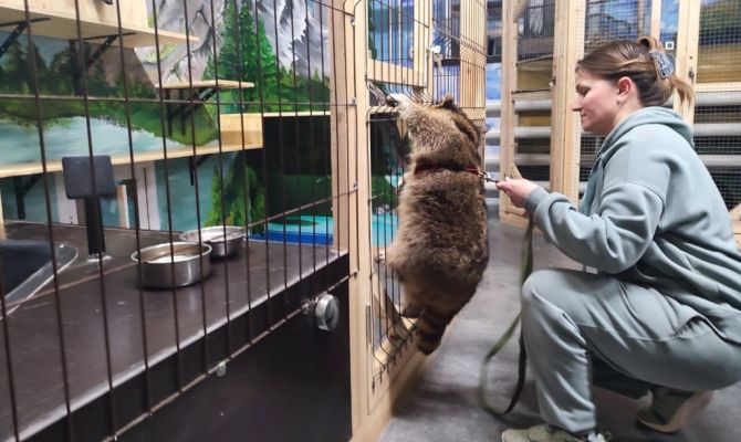 Тульскому еноту-полоскуну нашли дом 