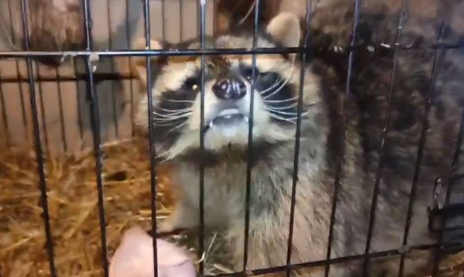 В Туле волонтеры ищут дом еноту-полоскуну