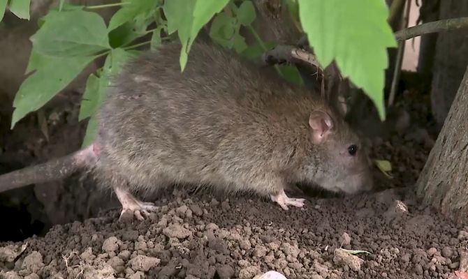 В Туле выброшенный на улицу диван превратился в инкубатор для крыс