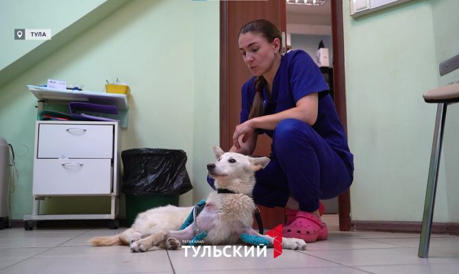 В Туле водитель переехал собаку и бросил умирать