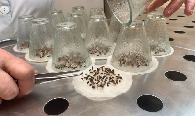 В Тульской области лес выращивают в лабораториях