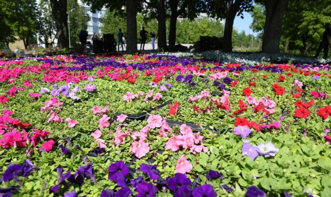 На Славянском бульваре в Туле впервые высадили розы Флорибунда