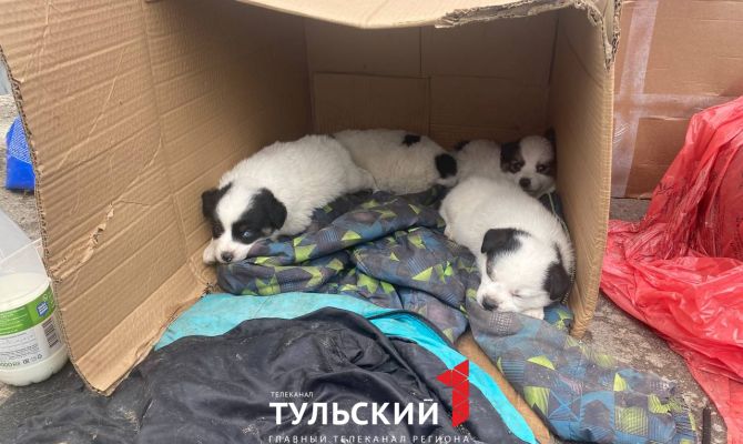 Туляки выбросили хаски с 5 щенками на мусорку