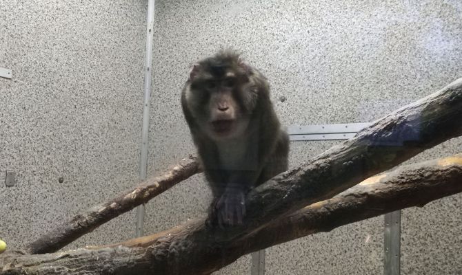 Старейший макак России из экзотариума Тулы отмечает 30-летие