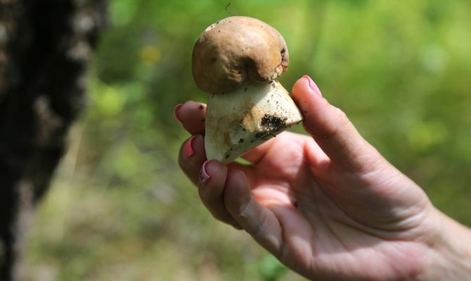 Туляков могут оштрафовать за миллион рублей за сбор грибов