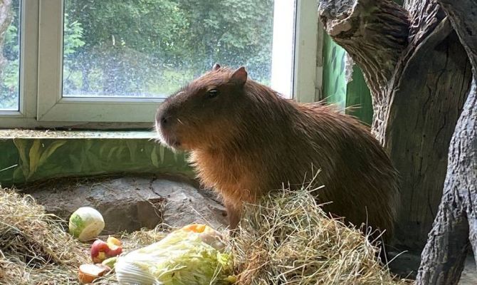 В Тульском экзотариуме заболел капибара Валентин