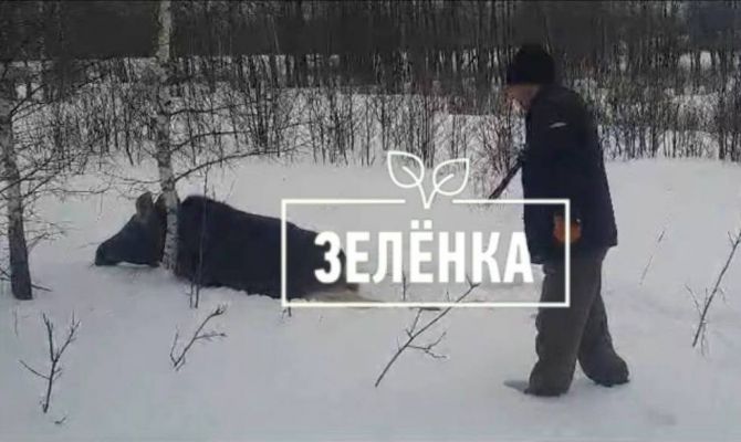 В Суворовском районе браконьеры убили беременную лосиху