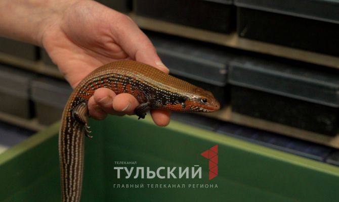 В Тульском экзотариуме родились 8 огненных сцинков