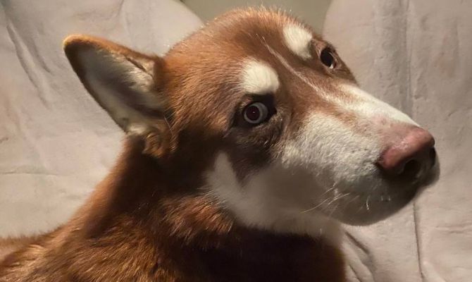 Пропавшего в Подмосковье хаски Арчи нашли в Тульской области