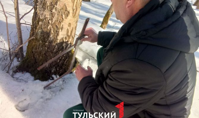 Туляков могут оштрафовать за сбор березового сока