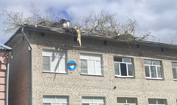 В Туле на крышу детского интерната упало дерево
