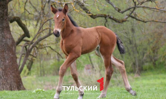 Названы самые необычные варианты кличек для жеребёнка из Ясной Поляны
