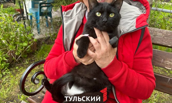 В Туле попавшему в капкан коту сделали протез лапы