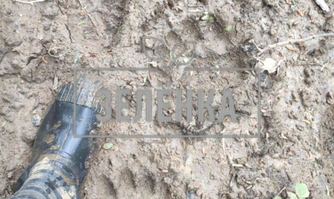 В лесу под Тулой обнаружили следы бурого медведя